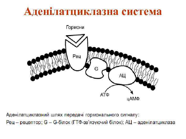 Аденілатциклазна система 