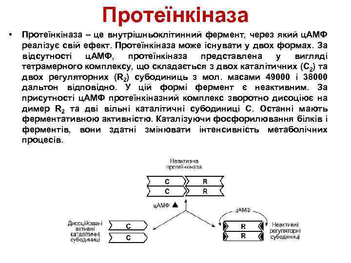 Протеїнкіназа • Протеїнкіназа – це внутрішньоклітинний фермент, через який ц. АМФ реалізує свій ефект.