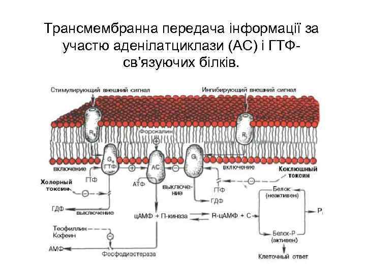 Трансмембранна передача інформації за участю аденілатциклази (АС) і ГТФсв’язуючих білків. 