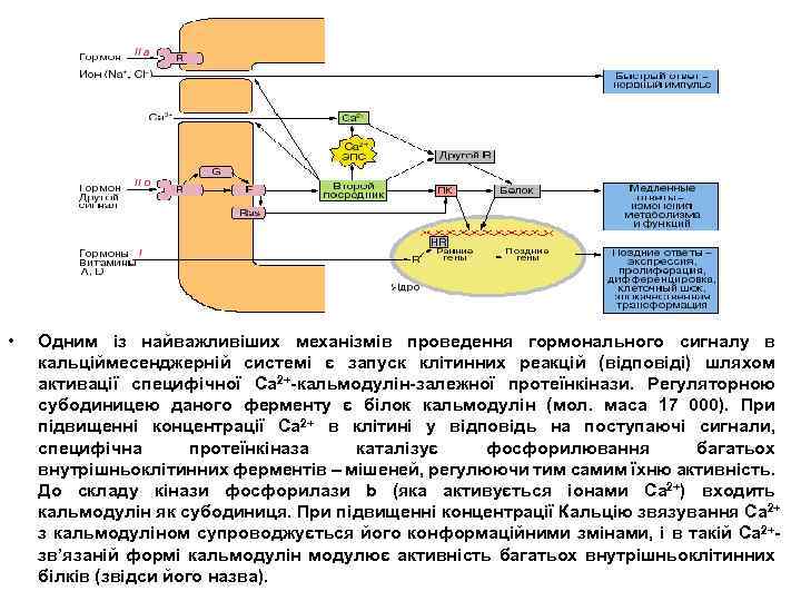  • Одним із найважливіших механізмів проведення гормонального сигналу в кальціймесенджерній системі є запуск