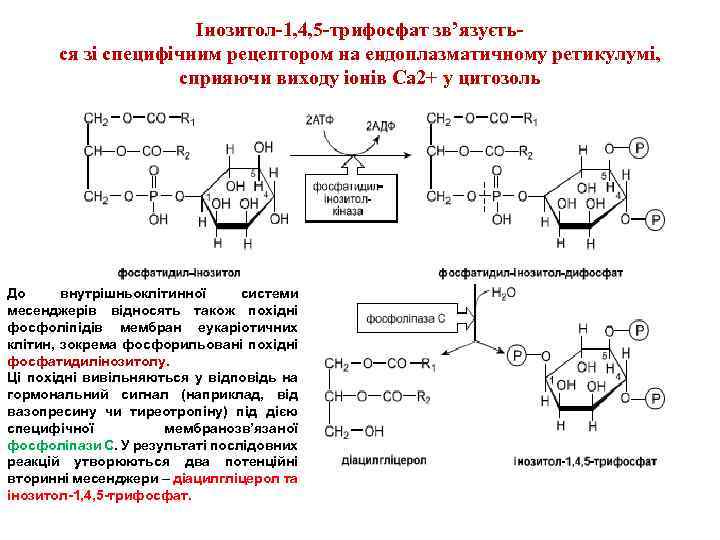 Інозитол-1, 4, 5 -трифосфат зв’язується зі специфічним рецептором на ендоплазматичному ретикулумі, сприяючи виходу іонів