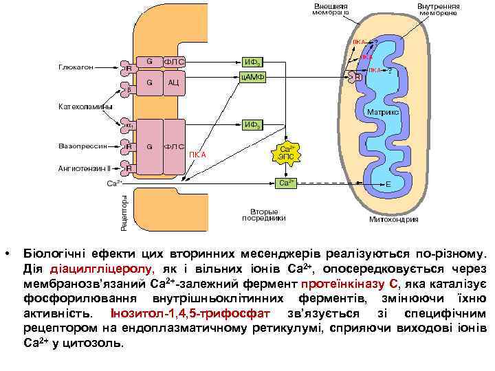  • Біологічні ефекти цих вторинних месенджерів реалізуються по-різному. Дія діацилгліцеролу, як і вільних