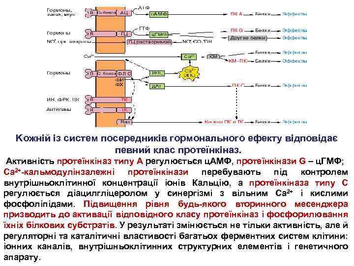 Kожній із систем посередників гормонального ефекту відповідає певний клас протеїнкіназ. Активність протеїнкіназ типу А