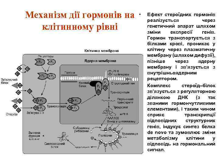 Механізм дії гормонів на клітинному рівні • • Ефект стероїдних гормонів реалізується через генетичний
