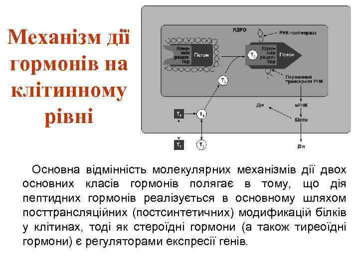 Механізм дії гормонів на клітинному рівні Основна відмінність молекулярних механізмів дії двох основних класів