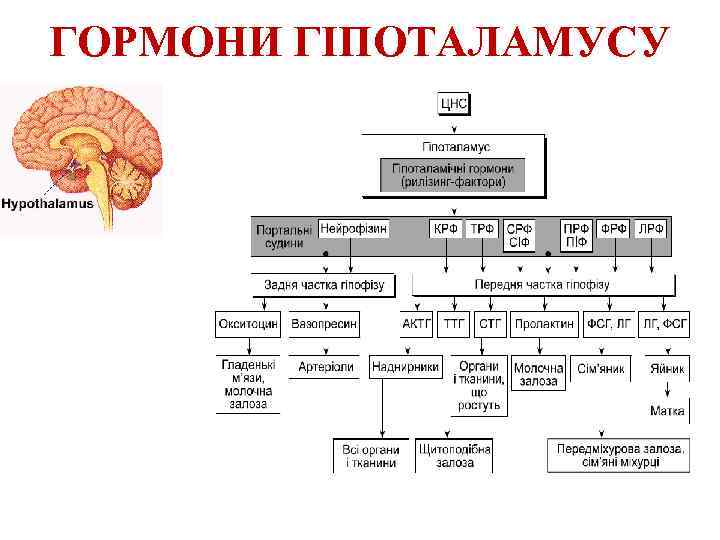 ГОРМОНИ ГІПОТАЛАМУСУ 