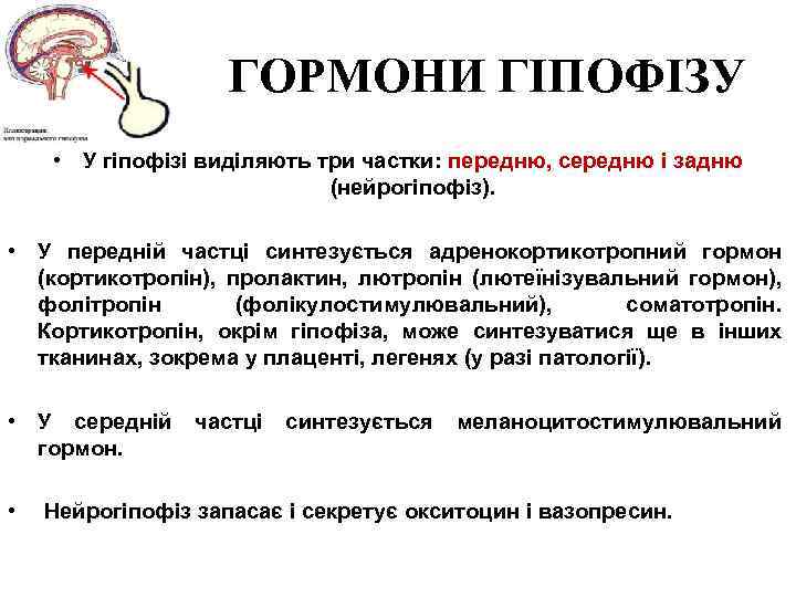 ГОРМОНИ ГІПОФІЗУ • У гіпофізі виділяють три частки: передню, середню і задню (нейрогіпофіз). •
