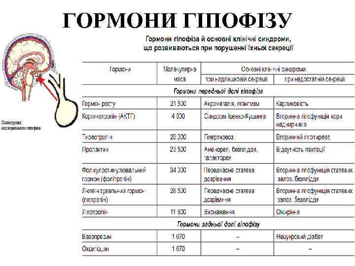 ГОРМОНИ ГІПОФІЗУ 