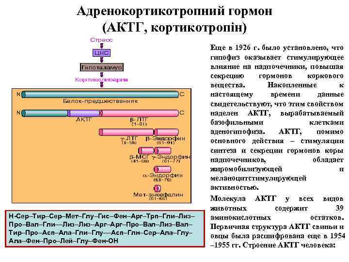 Адренокортикотропний гормон (АКТГ, кортикотропін) • • Н-Сер–Тир–Сер–Мет–Глу–Гис–Фен–Арг–Трп–Гли–Лиз– Про–Вал–Гли––Лиз–Aрг–Про–Вал–Лиз–Вал– Тир–Про–Асп–Ала–Гли–Глу––Асп–Глн–Сер–Ала–Глу– Ала–Фен–Про–Лей–Глу–Фен-ОН Еще в 1926 г.