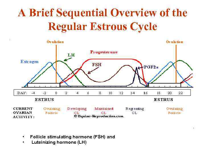 A Brief Sequential Overview of the Regular Estrous Cycle • • Follicle stimulating hormone