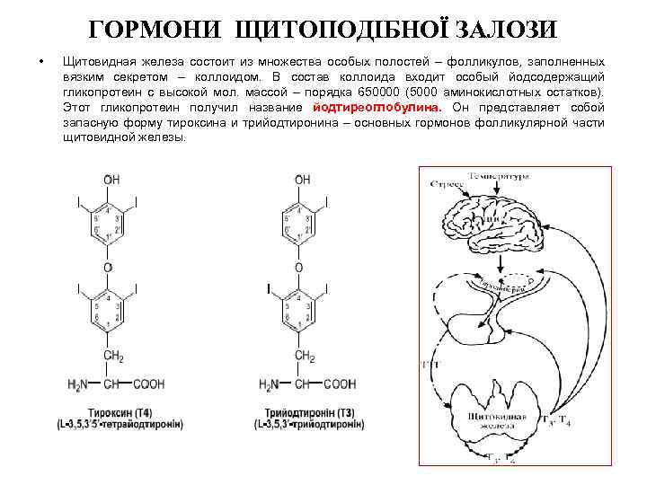 ГОРМОНИ ЩИТОПОДІБНОЇ ЗАЛОЗИ • Щитовидная железа состоит из множества особых полостей – фолликулов, заполненных