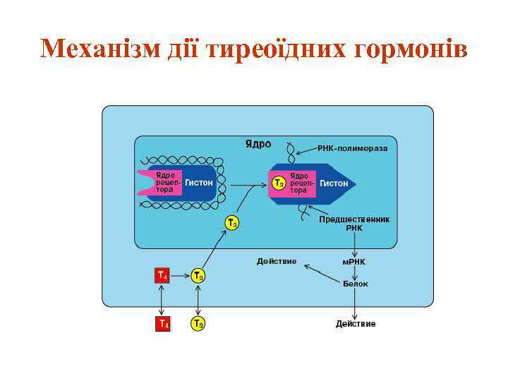 Механізм дії тиреоїдних гормонів 