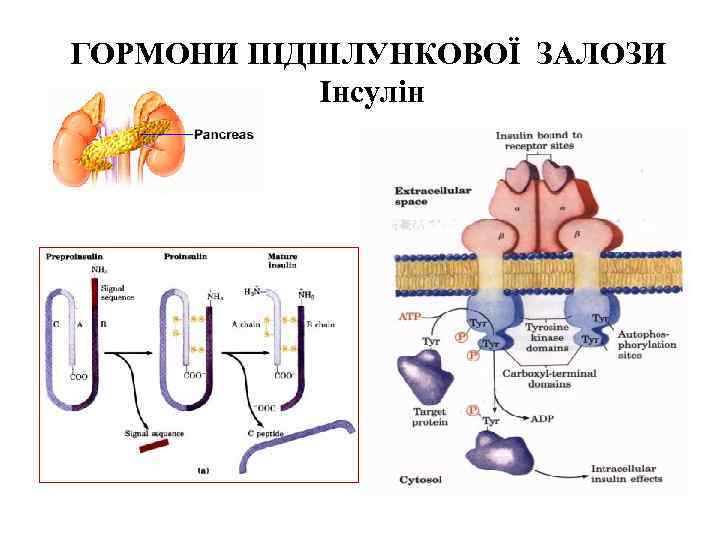 ГОРМОНИ ПІДШЛУНКОВОЇ ЗАЛОЗИ Інсулін 