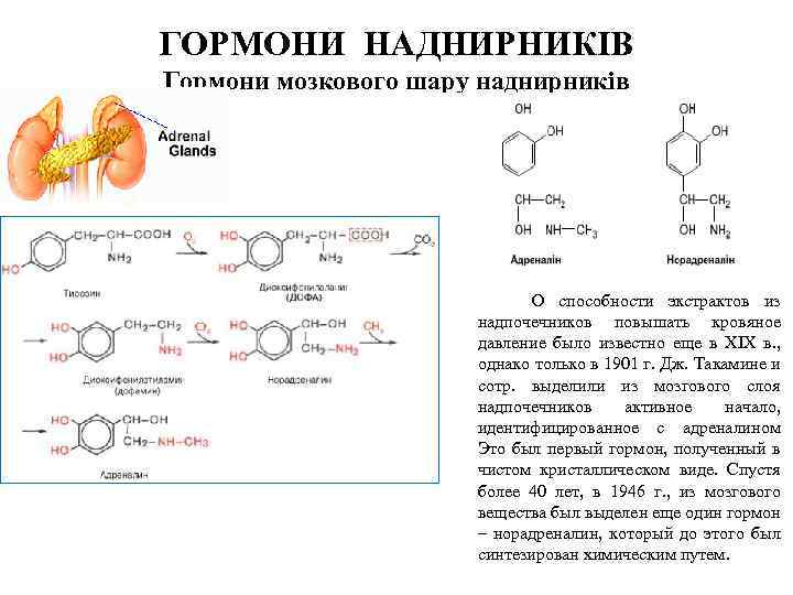 ГОРМОНИ НАДНИРНИКІВ Гормони мозкового шару наднирників О способности экстрактов из надпочечников повышать кровяное давление