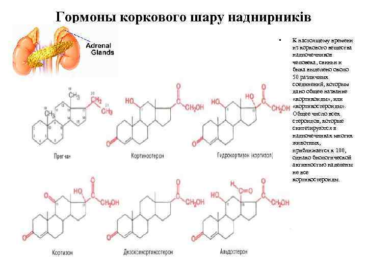 Гормоны коркового шару наднирників • К настоящему времени из коркового вещества надпочечников человека, свиньи