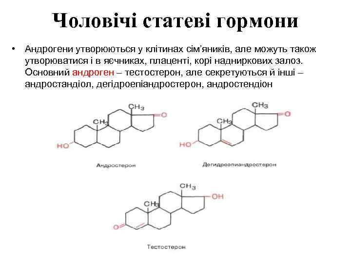 Чоловічі статеві гормони • Андрогени утворюються у клітинах сім’яників, але можуть також утворюватися і