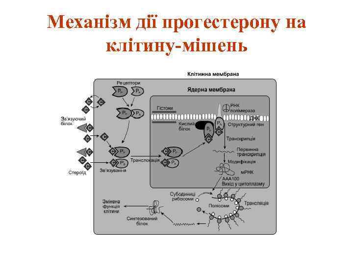 Механізм дії прогестерону на клітину-мішень 