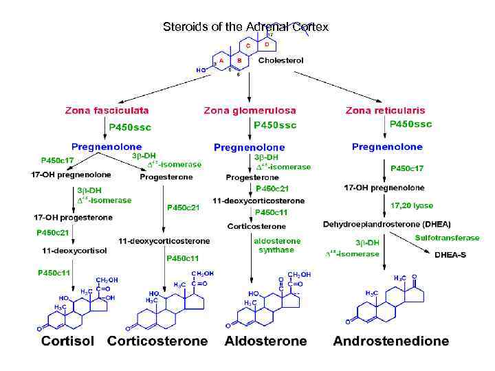 Steroids of the Adrenal Cortex 