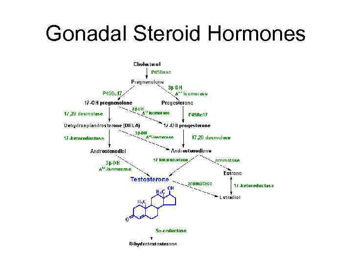 Gonadal Steroid Hormones 