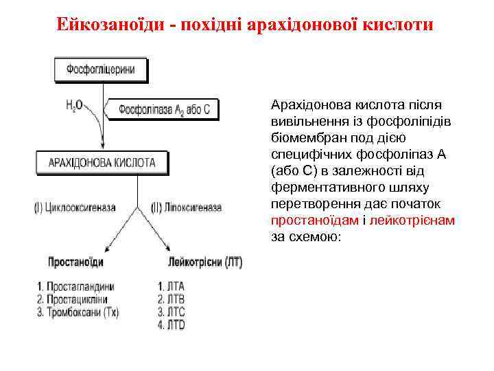 Ейкозаноїди - похідні арахідонової кислоти Арахідонова кислота після вивільнення із фосфоліпідів біомембран под дією