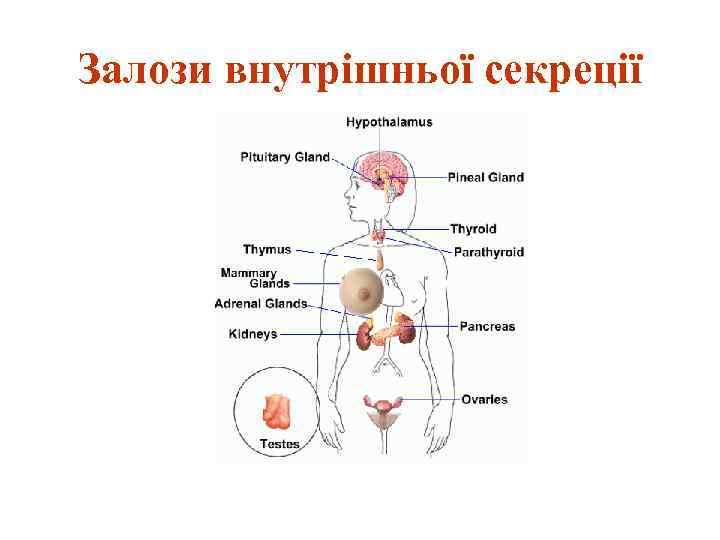 Залози внутрішньої секреції 