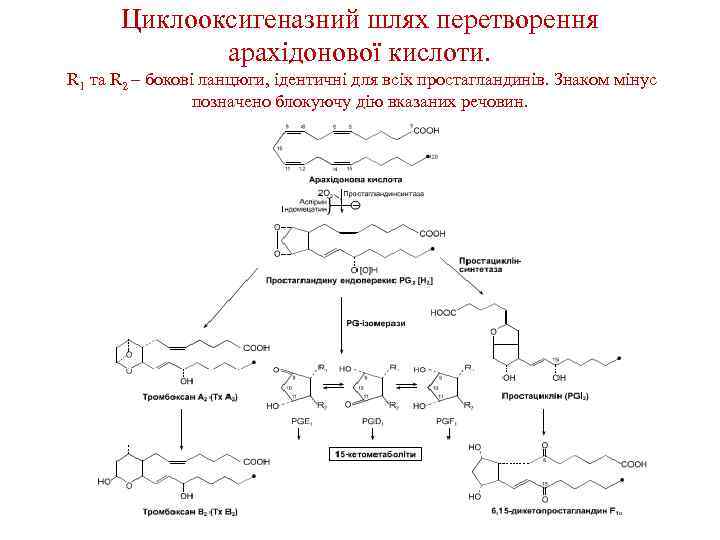 Циклооксигеназний шлях перетворення арахідонової кислоти. R 1 та R 2 – бокові ланцюги, ідентичні