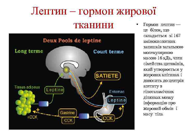 Лептин это