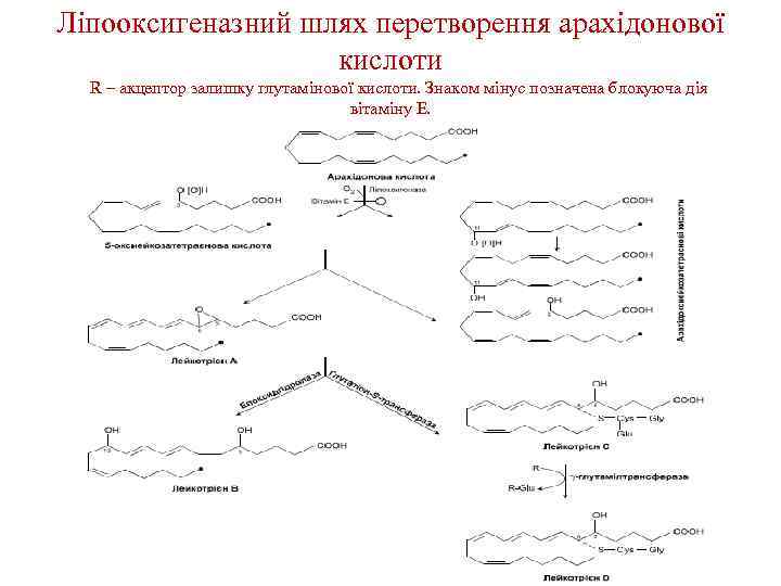 Ліпооксигеназний шлях перетворення арахідонової кислоти R – акцептор залишку глутамінової кислоти. Знаком мінус позначена