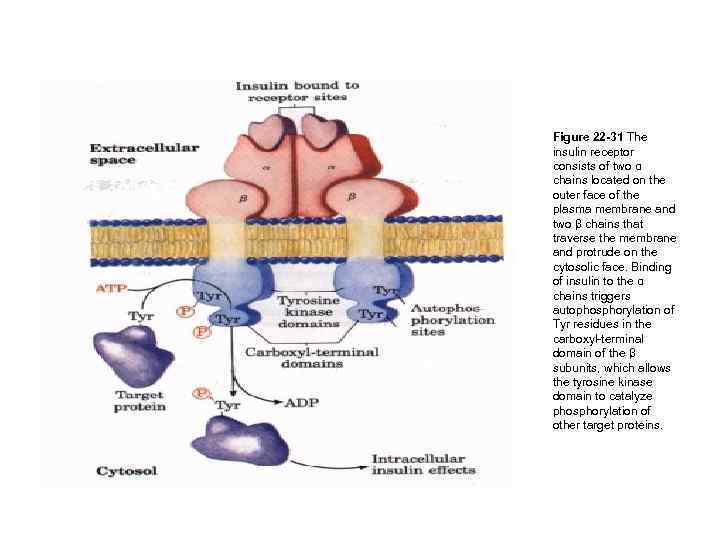  Figure 22 -31 The insulin receptor consists of two α chains located on