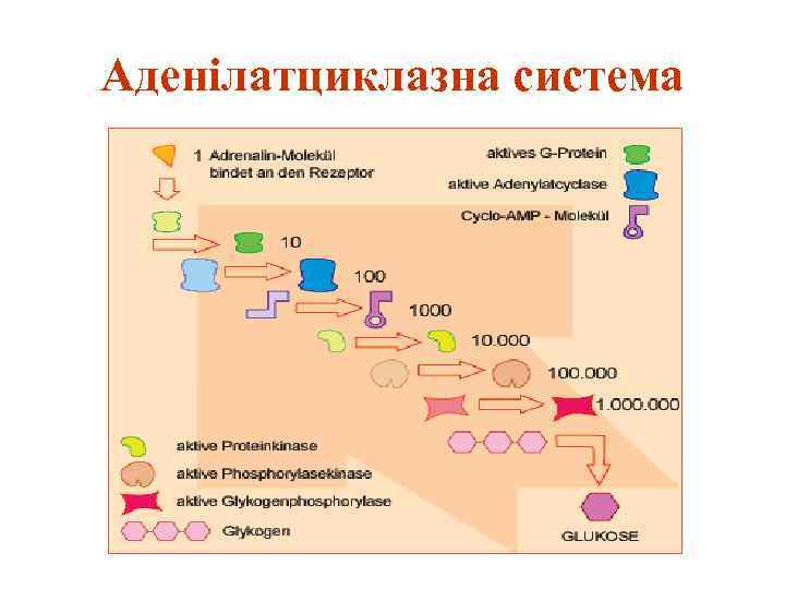 Аденілатциклазна система 