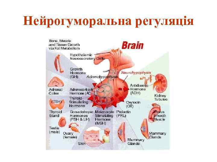 Нейрогуморальна регуляція 