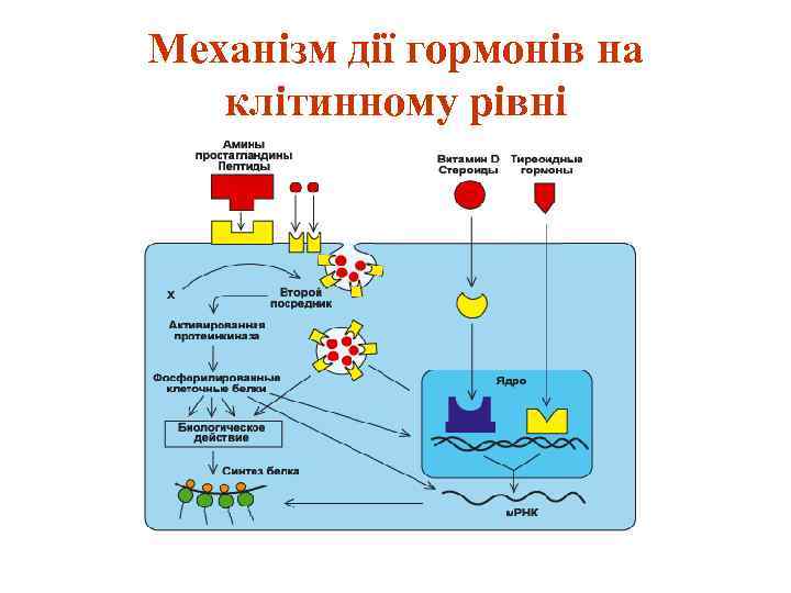 Механізм дії гормонів на клітинному рівні 
