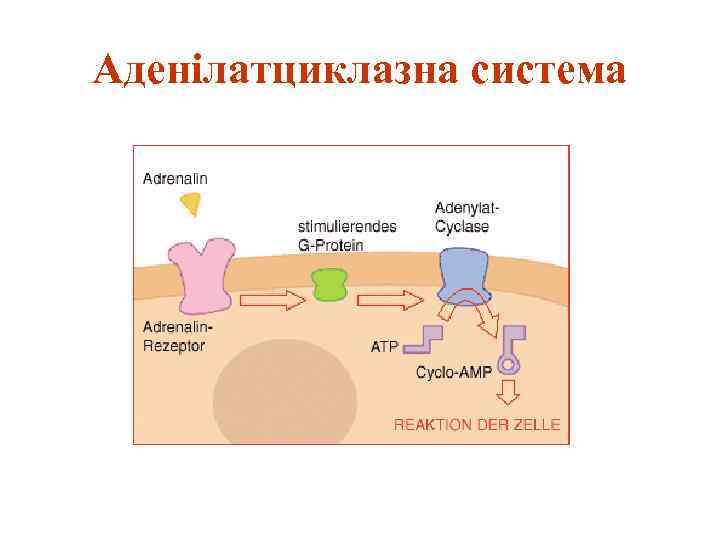 Аденілатциклазна система 