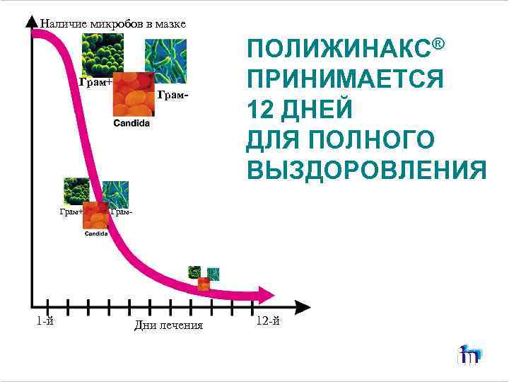 Наличие микробов в мазке Грам+ Грам- Грам+ 1 -й ПОЛИЖИНАКС® ПРИНИМАЕТСЯ 12 ДНЕЙ ДЛЯ