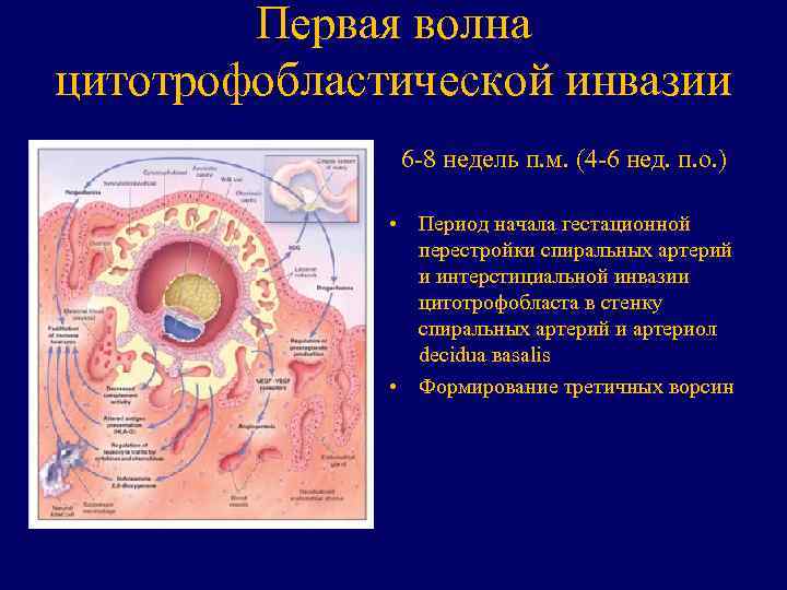 Первая волна цитотрофобластической инвазии 6 -8 недель п. м. (4 -6 нед. п. о.