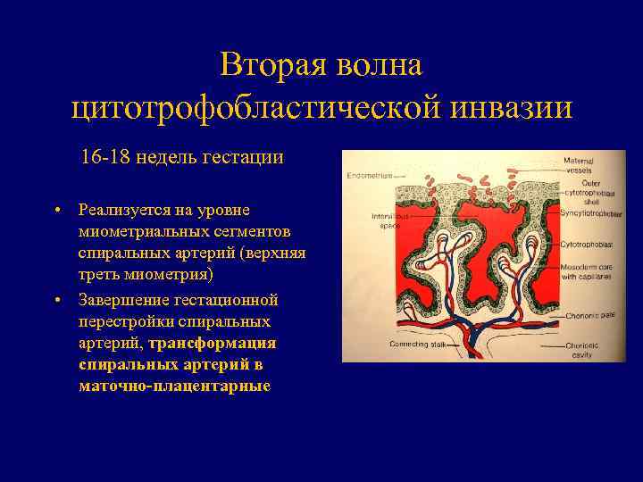 Вторая волна цитотрофобластической инвазии 16 -18 недель гестации • Реализуется на уровне миометриальных сегментов