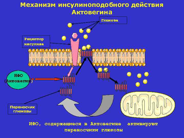 Механизм инсулиноподобного действия Актовегина Глюкоза Рецептор инсулина ИФО (Актовегин) Переносчик глюкозы ИФО, содержащиеся в
