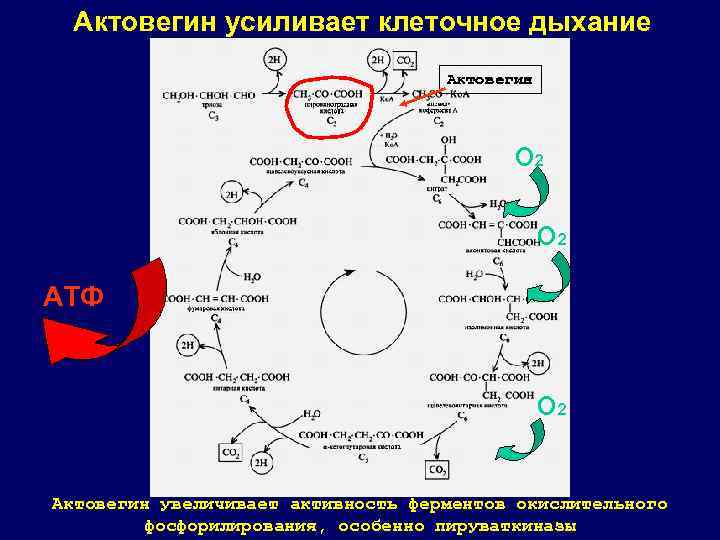 Актовегин усиливает клеточное дыхание Актовегин О 2 АТФ О 2 Актовегин увеличивает активность ферментов