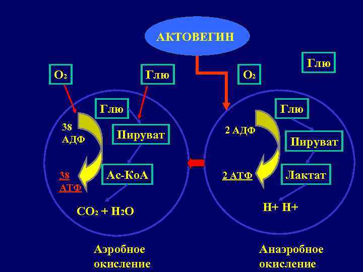 АКТОВЕГИН О 2 Глю 38 АДФ 38 АТФ Пируват Ас-Ко. А СО 2 +