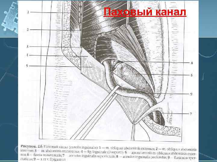 Паховый канал схема