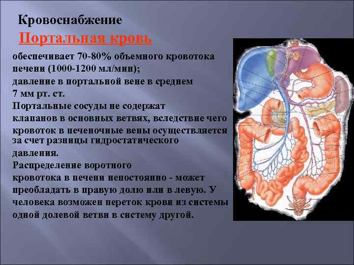 Портальная гипертензия хирургия презентация