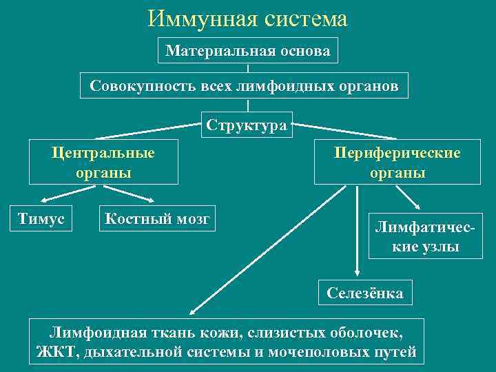 Иммунная система Материальная основа Совокупность всех лимфоидных органов Структура Центральные органы Тимус Костный мозг