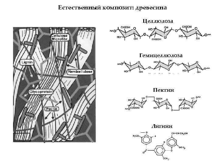 Естественный композит: древесина Целлюлоза Гемицеллюлоза Пектин Лигнин 