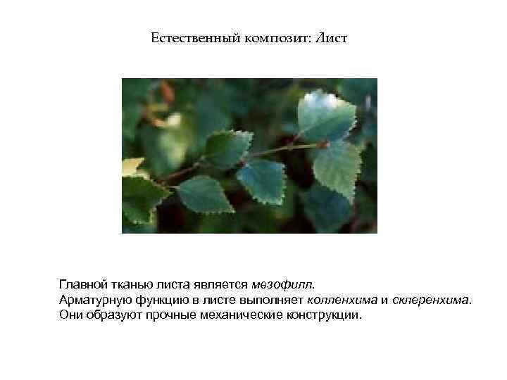 Естественный композит: Лист Главной тканью листа является мезофилл. Арматурную функцию в листе выполняет колленхима