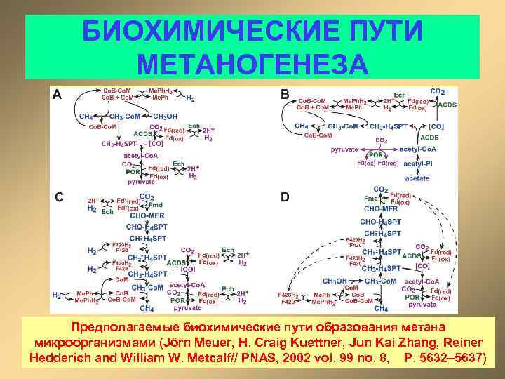 БИОХИМИЧЕСКИЕ ПУТИ МЕТАНОГЕНЕЗА Предполагаемые биохимические пути образования метана микроорганизмами (Jörn Meuer, H. Craig Kuettner,