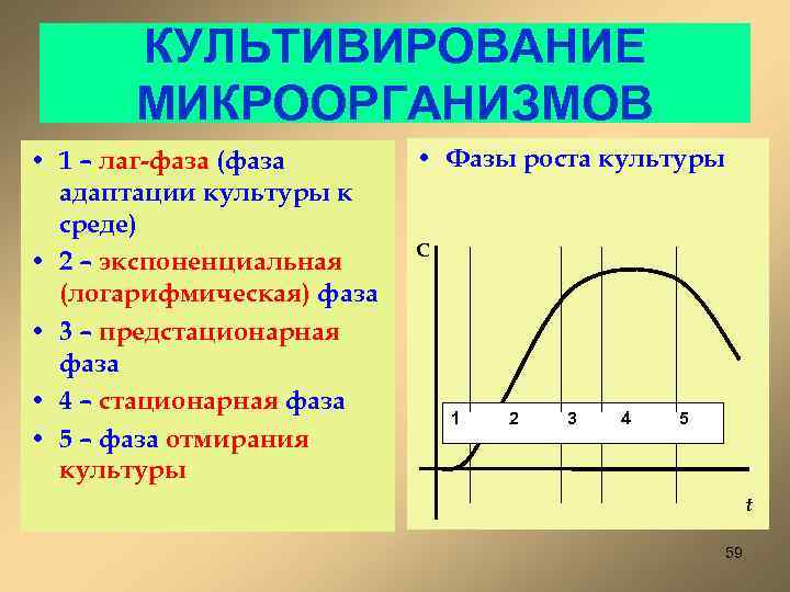 КУЛЬТИВИРОВАНИЕ МИКРООРГАНИЗМОВ • 1 – лаг-фаза (фаза адаптации культуры к среде) • 2 –