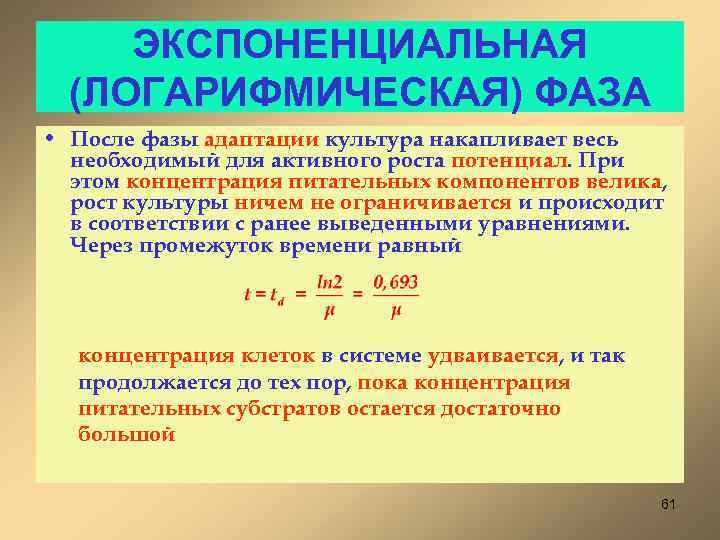 ЭКСПОНЕНЦИАЛЬНАЯ (ЛОГАРИФМИЧЕСКАЯ) ФАЗА • После фазы адаптации культура накапливает весь необходимый для активного роста