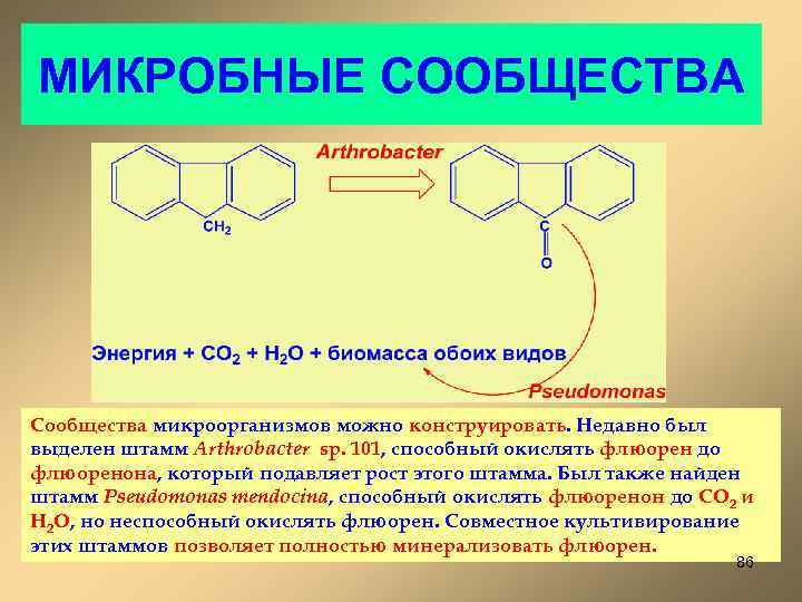 МИКРОБНЫЕ СООБЩЕСТВА Сообщества микроорганизмов можно конструировать. Недавно был выделен штамм Arthrobacter sp. 101, способный