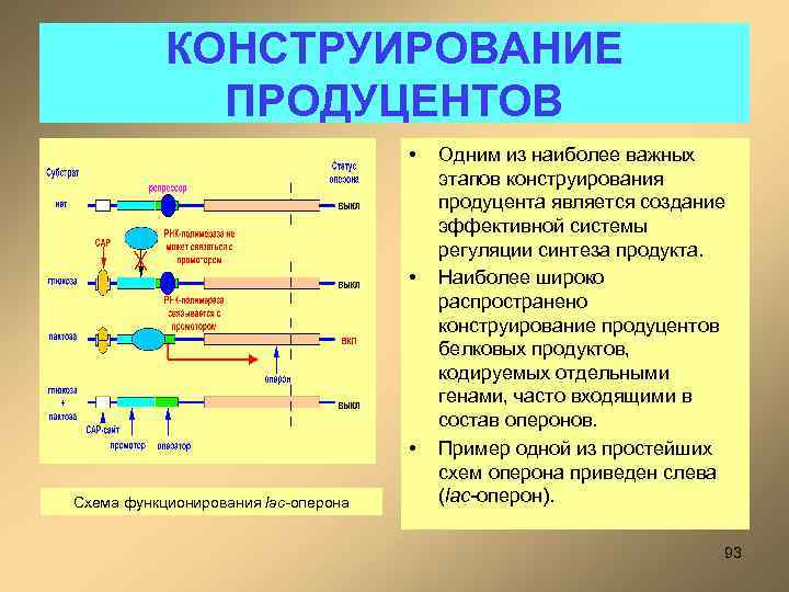 КОНСТРУИРОВАНИЕ ПРОДУЦЕНТОВ • • • Схема функционирования lac-оперона Одним из наиболее важных этапов конструирования