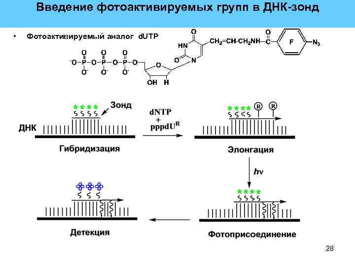 Введение фотоактивируемых групп в ДНК-зонд • Фотоактивируемый аналог d. UTP 28 
